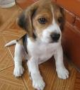 es  mi  perrita  luna